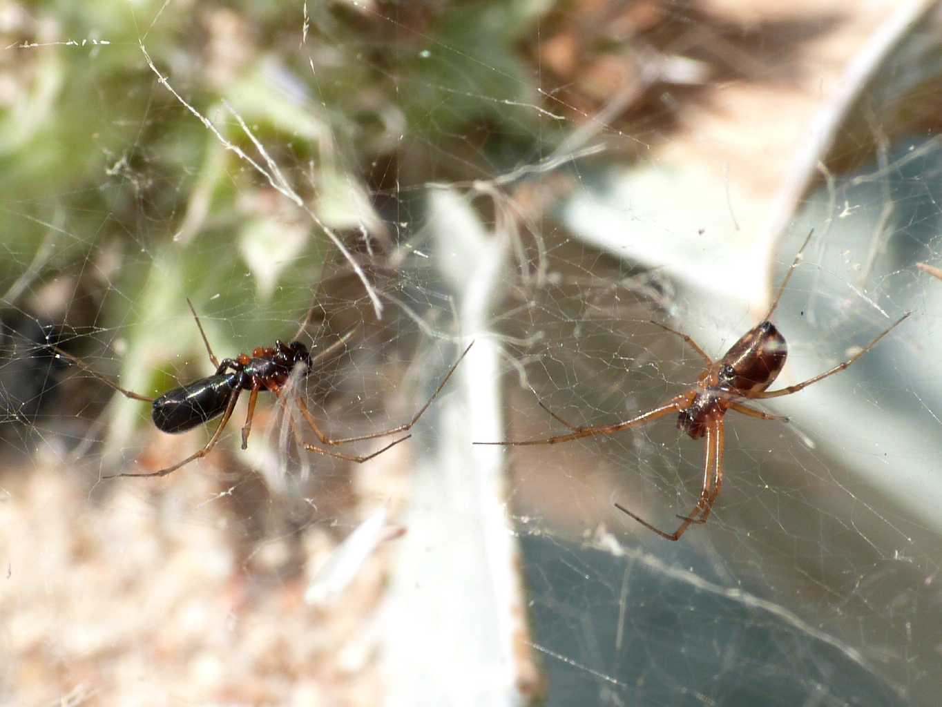 Coppia di piccoli Linyphiidae - S. Teresa G. (OT)